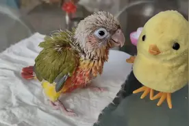 合法饲养 小太阳鹦鹉