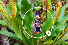 肾经草，也称嗷嗷叫@药农老丁