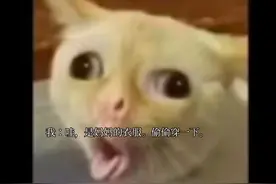 猫咪表情包视频！视频封面
