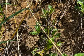 红火蚁毒性非常强，教你这种药水几分钟灭一窝，见效快太快了，