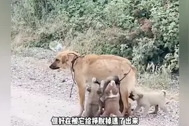 只因多生了六只狗宝宝，这只大黄狗就被主人遗弃在路边！视频封面