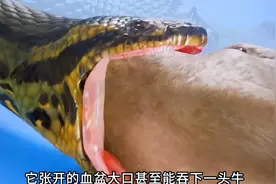 蛇为什么能吞下一头牛？饿急了连自己都吞。#蛇 #科普一下视频封面
