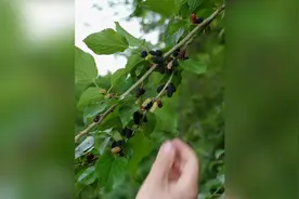 桑泡还能这么玩？怕坏就像我这样做，绝对喝不完也炫不完！