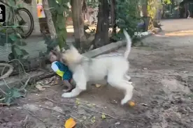 受宠的小猴被狗咬视频封面