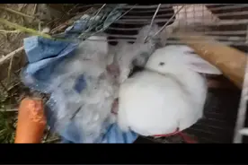 听听养兔子的好处视频封面