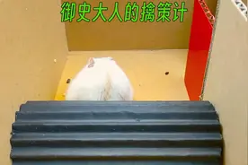 仓鼠戏，乐无穷。