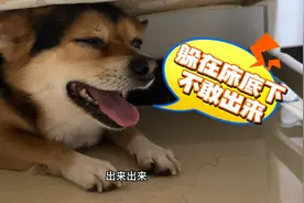 小黑被肉堆偷袭，受伤后躲在床底下不敢出来，委屈的样子让人心疼