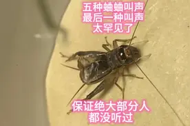 五种蛐蛐叫声，最后一种太罕见了，保证绝大部分人都没听过！视频封面