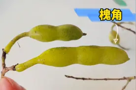 槐实又名槐角，真的太厉害了，解决多年烦恼，也许你也用得到