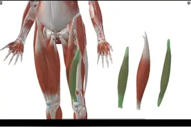 大腿前侧股四头肌