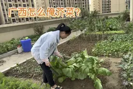 摘新鲜的芥菜，来做个广西版的酸芥菜视频封面