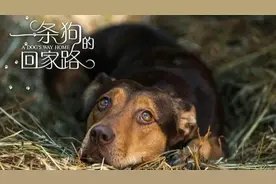 狗狗经历了800多天，终于历经苦难找到了他的主人。