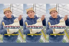 这个兔子居然吃我们家的草莓