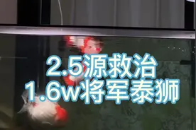 1.6w的原装泰狮翻肚子失鳔，用2.5源一包的仲藥治疗痊愈