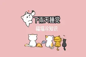 下雨天就喜欢在家里窝着睡觉，那为什么会这样呢？视频封面