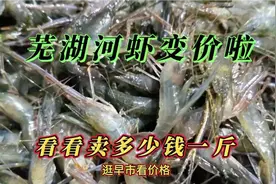 安徽芜湖小河虾又变价啦，6月23日看看卖多少钱一斤，这价格贵吗