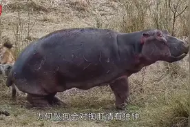 为何鬣狗会对掏肛情有独钟-它有啥可怕？人在野外遇到如何保命？