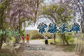 成都环城绿道中和湿地紫藤长廊随拍视频封面