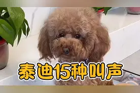泰迪叫声代表什么？泰迪犬的15种叫声，快来看看吧！