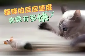 猫咪的反应速度，究竟有多快视频封面