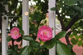 遇人如遇花，无需太多，开在心上，一朵即可。