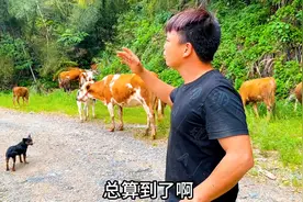 大大小小49头牛开启野外自由模式放养，多了还真数不清？视频封面