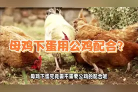 母鸡下蛋用公鸡配合？