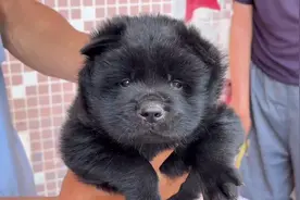 老人说一须的小狗特别能打，生来就是王者，不知真假|||老人说一