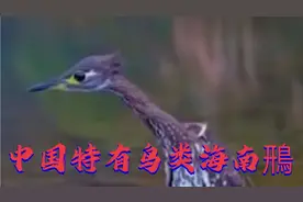 海南鳽：中国特有濒危鸟类，国家一级保护野生动物。