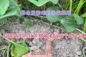 帅气小伙和老妈出来菜地，发现地里红薯都被老鼠咬了打算给它装了