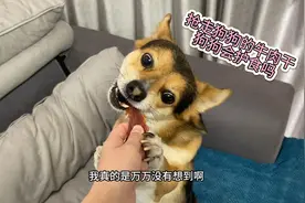 强行抢走狗狗嘴里的零食，狗狗会护食咬人吗？看完心里暖暖的！视频封面