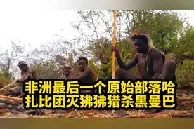 哈扎比非洲最后一个原始部落，哈扎比团灭狒狒猎杀黑曼巴精彩场面视频封面