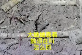 大蛐蛐露着触须在叫，怎么抓住它？