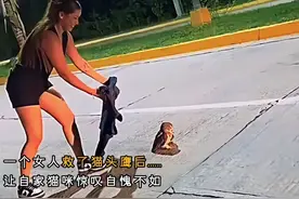 猫头鹰报恩到底有多疯万物皆有灵性！