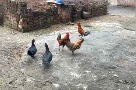 斗鸡，身体里流淌着极少斗血的公鸡碾压优质土鸡没有任何困难。