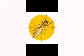 南海白蚁防治公司-南海白蚁防治电话-服务电话:13612500193视频封面