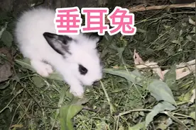 熊猫兔跟垂耳兔生的兔宝宝，出生三十二天视频封面