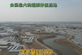 河北邯郸全国最大的蔬菜种植基地，蔬菜大棚一望无际，年产60亿斤视频封面