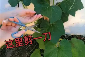 一棵南瓜苗想要结5、6个南瓜，修剪枝条很重要，方法简单一看就会视频封面