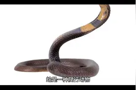 蛇🐍的生活习性视频封面