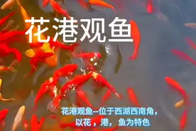 花港观鱼  #原创作品 #视频封面