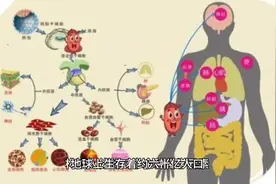 人体由什么结构组成视频封面
