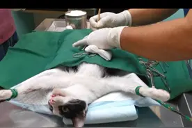 猫咪知道自己被绝育了吗？