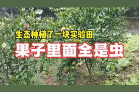 不打药不套袋的果子，里面全是虫，鸡都不吃视频封面