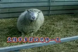 克隆羊多莉的悲惨一生，出生获明星待遇，仅存活6年便因病离世！