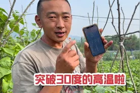 黑龙江林区迎来夏季最高温度，突破30度了，人已经热到崩溃了视频封面