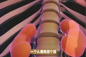 一个人拥有四个肾，精力旺盛，却另有忧愁。视频封面