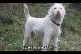 中国田园犬之广西猎犬下司犬，又名胡子狗，白龙犬
