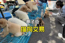广西南宁，亭子街猫狗交易场所，萨摩耶要价400元，顾客扭头就走视频封面