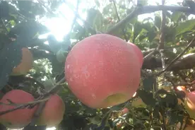 烟台蓬莱区，嘎拉苹果，很快就要上市场。视频封面